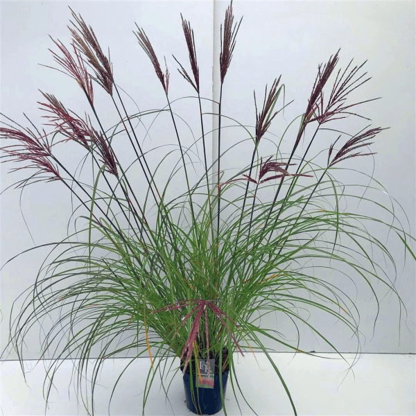 Miskantas kininis (Lot Miscanthus sin.) 'Red Chief' C3/P19 | MISKANTAI | SMILGOS - VARPINIAI AUGALAI