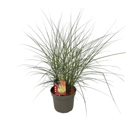Miskantas kininis (Lot Miscanthus sin.) 'Red Chief' C5/P23 40-60 CM