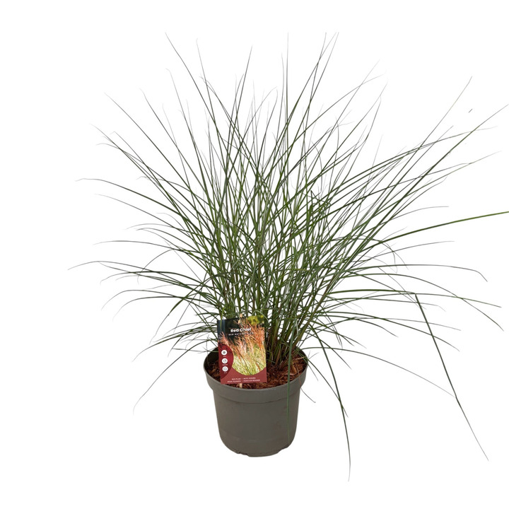 Miskantas kininis (Lot Miscanthus sin.) 'Red Chief' C5/P23 40-60 CM