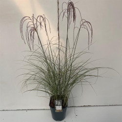 Miskantas kininis (Lot Miscanthus sin.) 'Silver Cloud' C5/P23 | MISKANTAI | SMILGOS - VARPINIAI AUGALAI