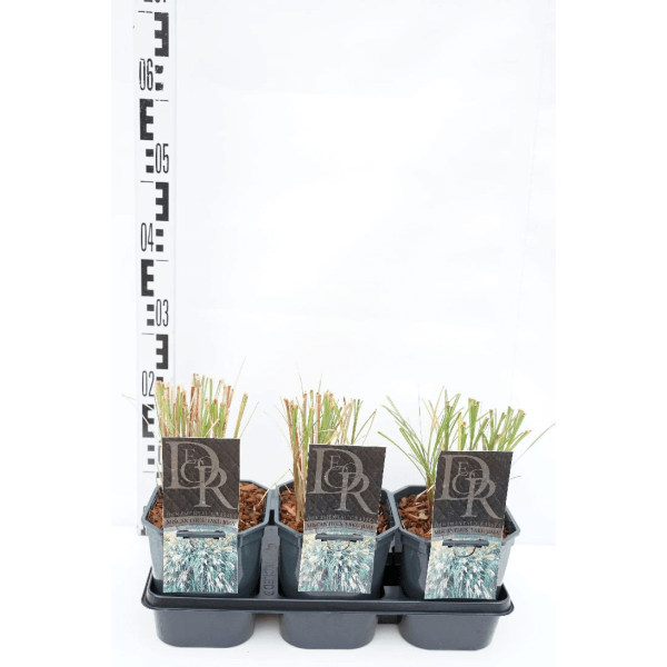 Miskantas kininis (Lot Miscanthus sin.) 'Yaku Jima' C2/P17