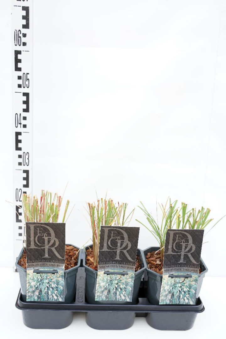Miskantas kininis (Lot Miscanthus sin.) 'Yaku Jima' C2/P17