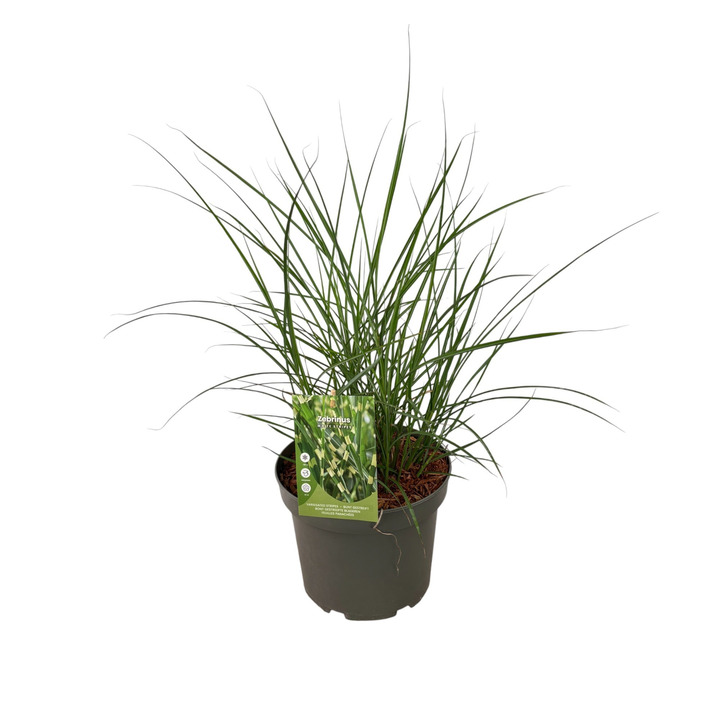 Miskantas kininis (Lot Miscanthus sin.) 'Zebrinus' C5/P23 40-60 CM