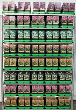 Monarda MIX (Lot Monarda in)  P11 - nuotrauka 2