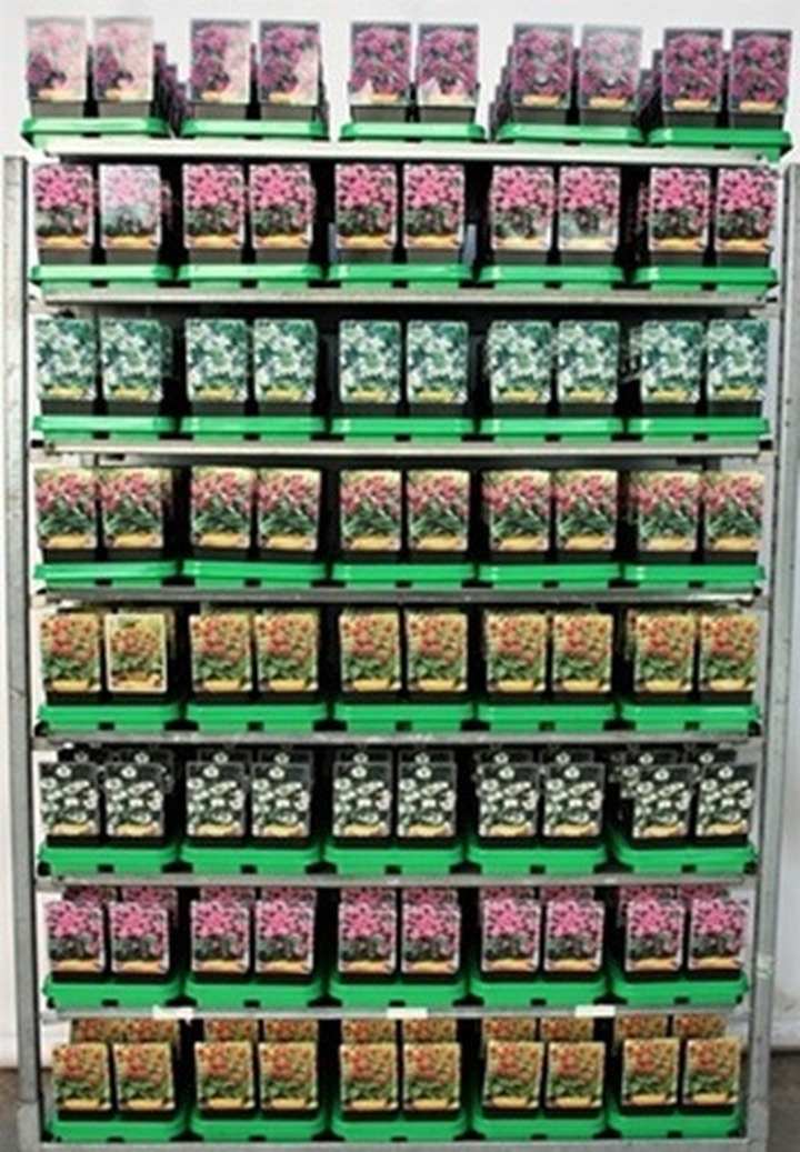 Monarda MIX (Lot Monarda in)  P11