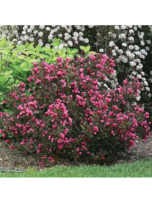 Veigelė Gražiažiedė (Lot Weigela Florida) 'ALEXANDRA' PBR-VEIGĖLĖS-KRŪMAI