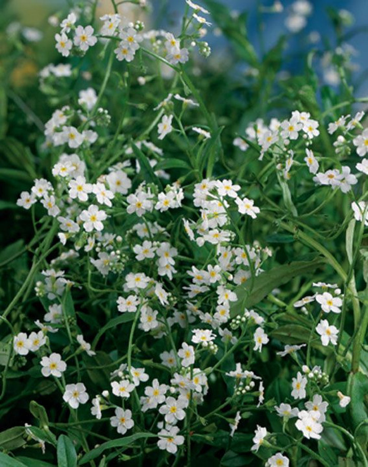 Pelkinė neužmirštuolė (Lot Myosotis pal.) 'Alba' P9 | PELKINĖS NEUŽMIRŠTUOLĖS | VANDENS IR PAKRANČIŲ AUGALAI
