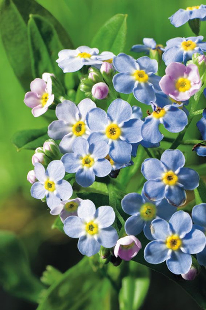 Pelkinė neužmirštuolė (Lot Myosotis palustris) P9 | PELKINĖS NEUŽMIRŠTUOLĖS | VANDENS IR PAKRANČIŲ AUGALAI