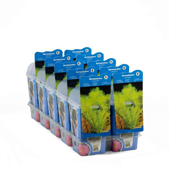 Plunksnalapė varpotoji (Lot Myriophyllum spicatum)  PLASTIC POT