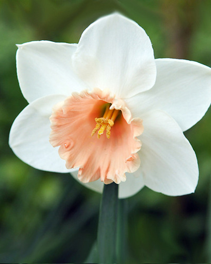 Narcizas (Lot Narcissus) 'Accent' SVOGUNĖLIAI 50 VNT