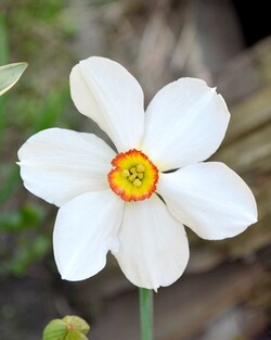 Narcizas (Lot Narcissus) 'Actaea' SVOGUNĖLIAI 50 VNT