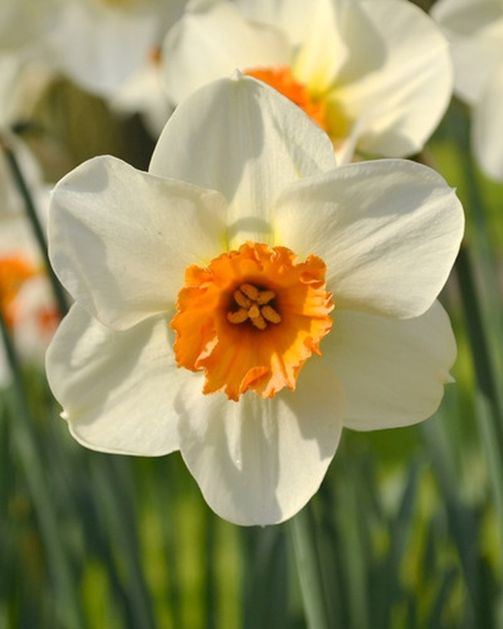 Narcizas (Lot Narcissus) 'Barrett Browning' SVOGUNĖLIAI 50 VNT