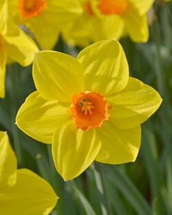 Narcizas (Lot Narcissus) 'Brackenhurst' SVOGUNĖLIAI 50 VNT