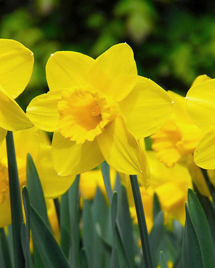 Narcizas (Lot Narcissus) 'Carlton' SVOGUNĖLIAI 50 VNT