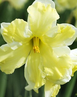 Narcizas (Lot Narcissus) 'Casatta' SVOGUNĖLIAI 50 VNT