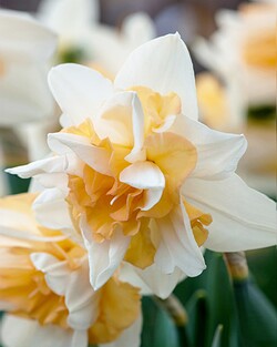 Narcizas (Lot Narcissus) 'Delnashaugh' SVOGUNĖLIAI 50 VNT