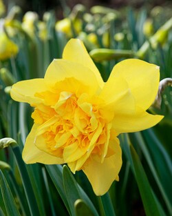 Narcizas (Lot Narcissus) 'Dick Wilden' SVOGUNĖLIAI 50 VNT