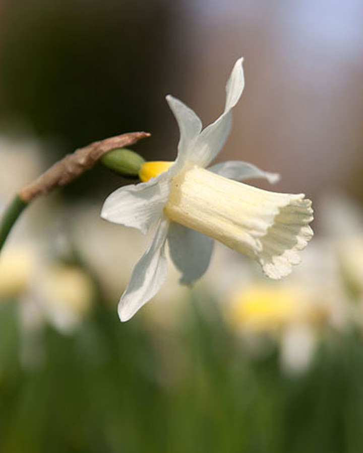 Narcizas (Lot Narcissus) 'Elka' SVOGUNĖLIAI 50 VNT