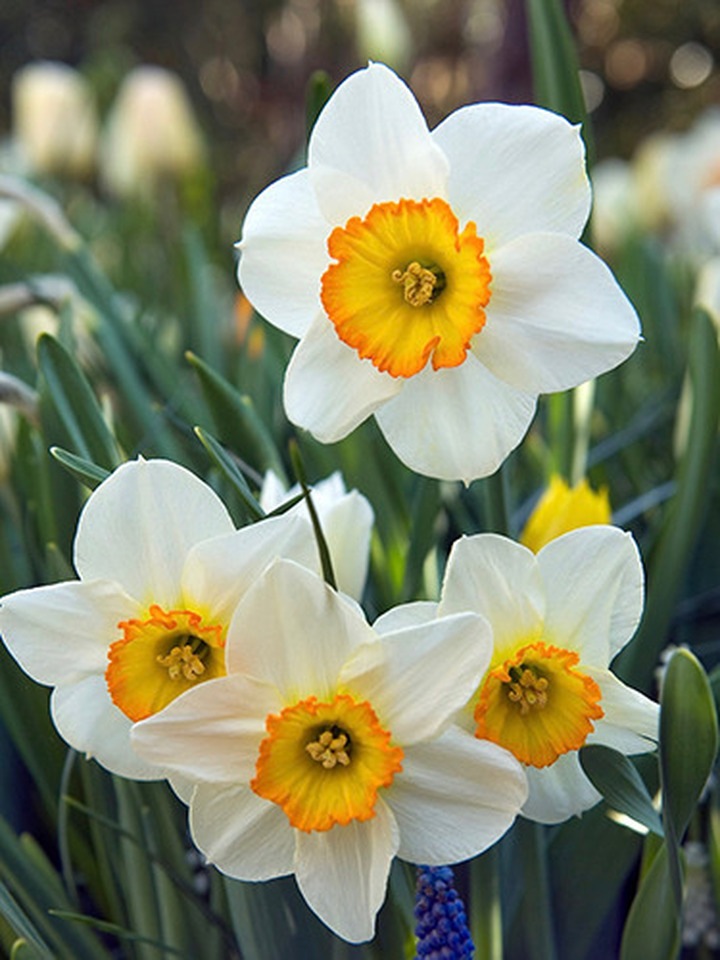 Narcizas (Lot Narcissus) 'Flower Record' SVOGUNĖLIAI 50 VNT