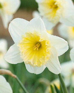 Narcizas (Lot Narcissus) 'Ice Follies' SVOGUNĖLIAI 50 VNT