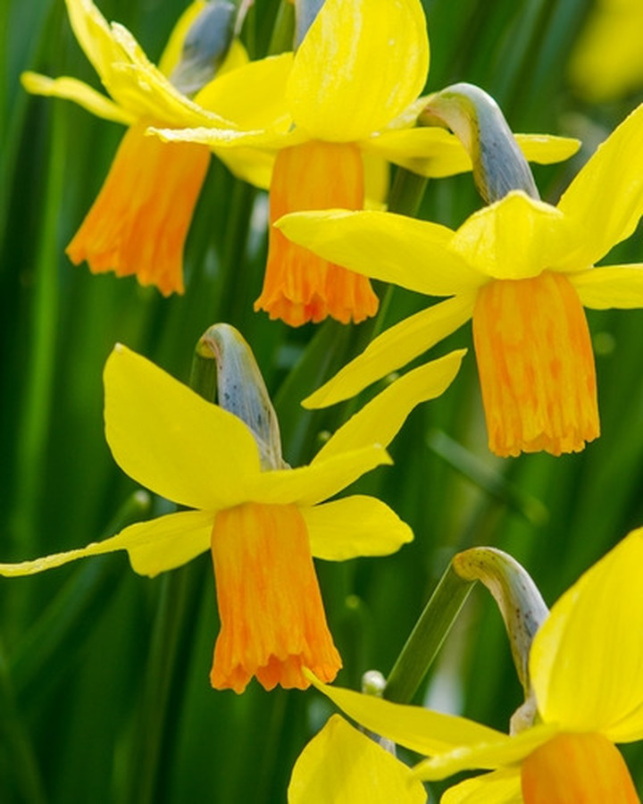Narcizas (Lot Narcissus) 'Jetfire' SVOGUNĖLIAI 50 VNT
