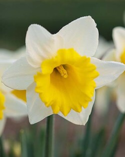Narcizas (Lot Narcissus) 'Las Vegas' SVOGUNĖLIAI 50 VNT