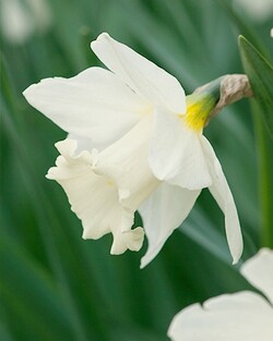 Narcizas (Lot Narcissus) 'Mount Hood' SVOGUNĖLIAI 50 VNT