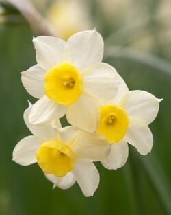 Narcizas (Lot Narcissus) 'Minnow' SVOGUNĖLIAI 50 VNT
