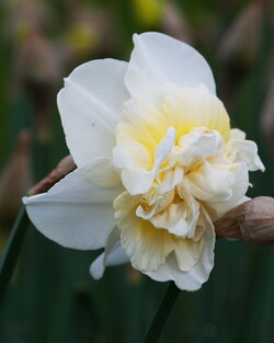 Narcizas (Lot Narcissus) 'Obdam' SVOGUNĖLIAI 50 VNT
