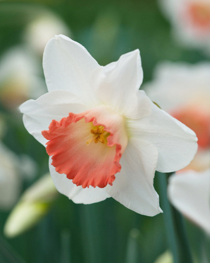 Narcizas (Lot Narcissus) 'Pink Charm' SVOGUNĖLIAI 50 VNT