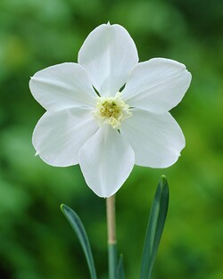 Narcizas (Lot Narcissus) 'Polar Ice' SVOGUNĖLIAI 50 VNT