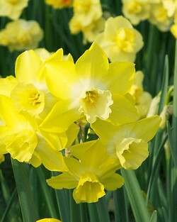 Narcizas (Lot Narcissus) 'Pipit' SVOGUNĖLIAI 50 VNT