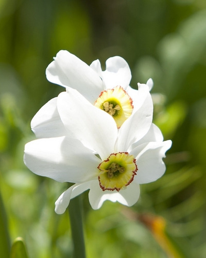 Poetiniai narcizai (Lot Narcissus poeticus) 'Recurvus' SVOGUNĖLIAI 50 VNT