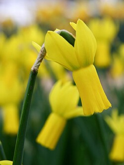 Narcizas (Lot Narcissus) 'Rapture' SVOGUNĖLIAI 50 VNT