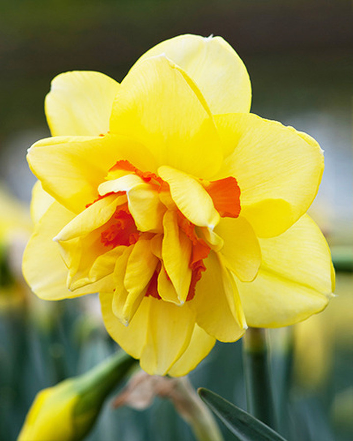 Narcizas (Lot Narcissus) 'Tahiti' SVOGUNĖLIAI 50 VNT