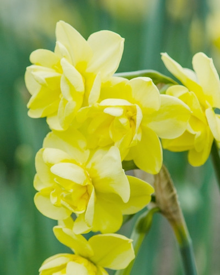 Narcizas (Lot Narcissus) 'Yellow Cheerfulness' SVOGUNĖLIAI 50 VNT