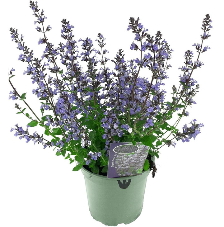 Katžolė (Lot Nepeta) 'Purrsian Blue' C2/P17