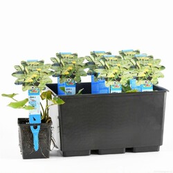 Paprastoji lūgnė (Lot Nuphar lutea) P11 | LŪGNĖS | VANDENS IR PAKRANČIŲ AUGALAI