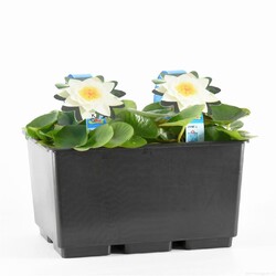 Paprastoji vandens lelija (Lot Nymphaea alba) C3/P19 | VANDENS LELIJOS | VANDENS IR PAKRANČIŲ AUGALAI
