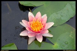 Vandens lelija (Lot Nymphaea) 'Comanche' C3/P19