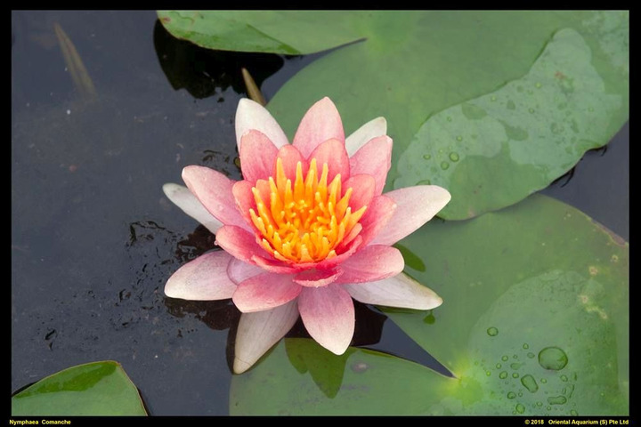 Vandens lelija (Lot Nymphaea) 'Comanche' C3/P19