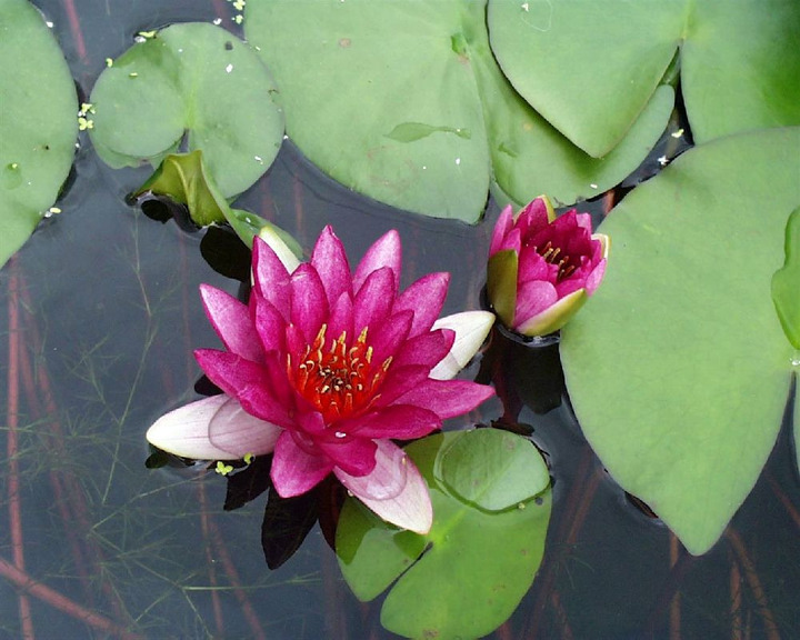 Vandens lelija (Lot Nymphaea) 'Ellisiana' C3/P19