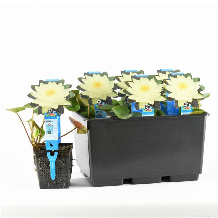 Vandens lelija (Lot Nymphaea) 'Joey Tomocick' P11