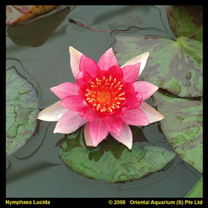 Vandens lelija (Lot Nymphaea) 'Laydekeri Lilacea' C3/P19