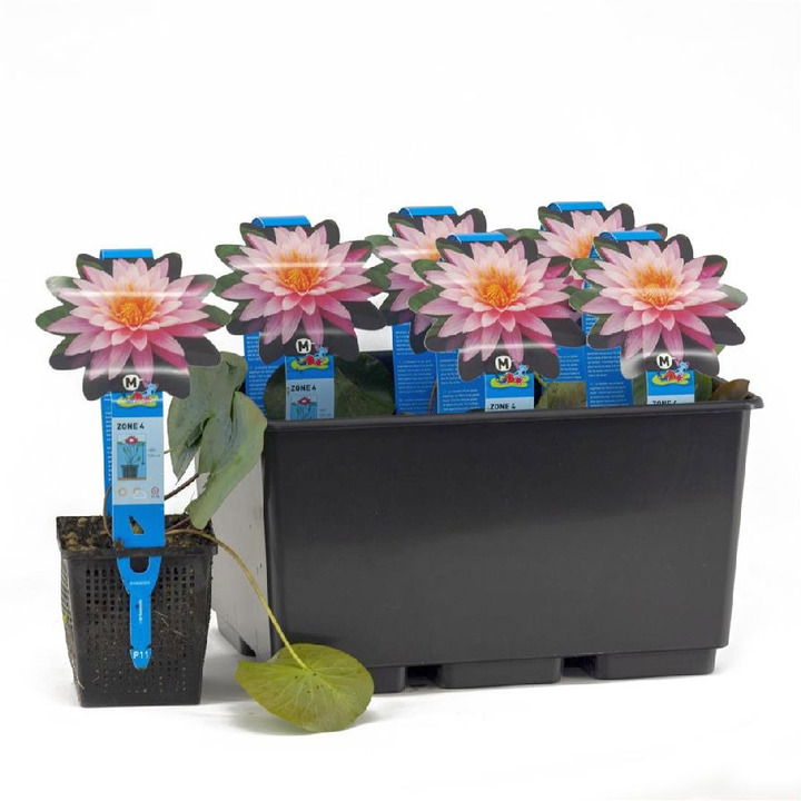 Vandens lelija (Lot Nymphaea) 'Mayla' P11