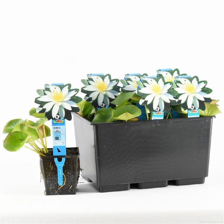 Vandens lelija kvapnioji (Lot Nymphaea odorata) 'Alba' P11