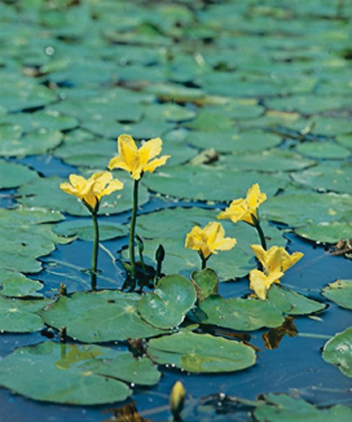 Vandeninė plaumuonė (Lot Nymphoides peltata) P11 | VANDENINĖ PLAUMUONĖ | VANDENS IR PAKRANČIŲ AUGALAI