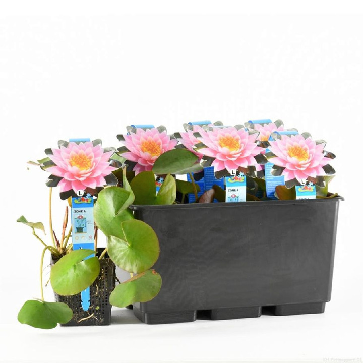 Vandens lelija (Lot Nymphaea) 'Rose Arey' P11