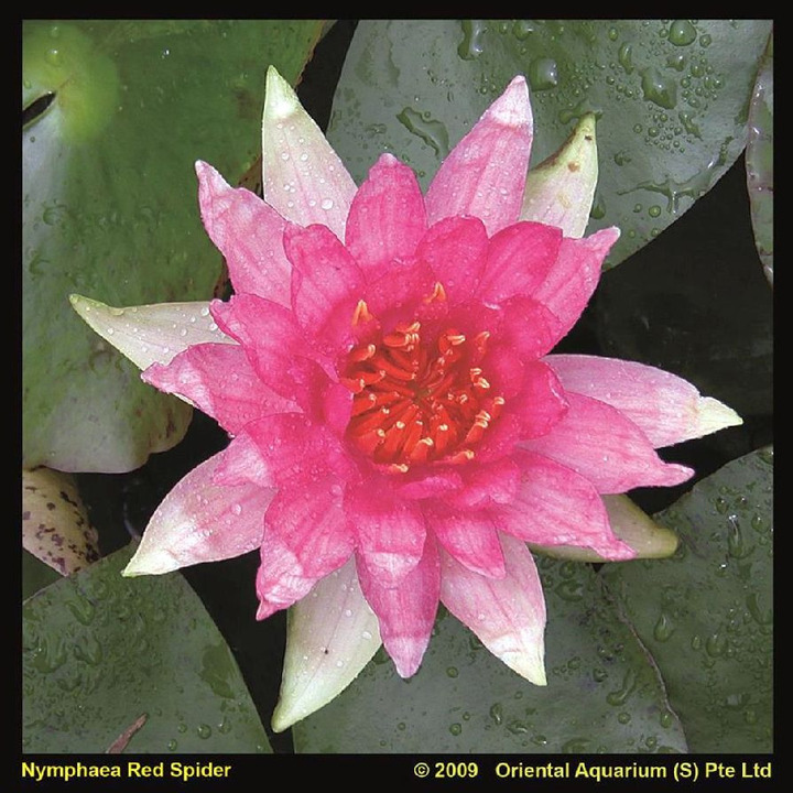 Vandens lelija (Lot Nymphaea) 'Red Spider' C3/P19