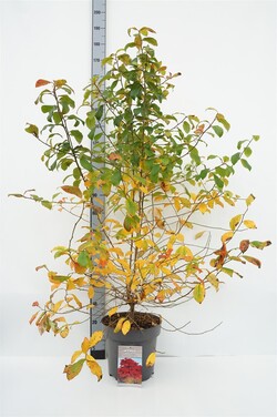 Nysa miškinė (Lot Nyssa sylvatica)  C12 80-100 CM